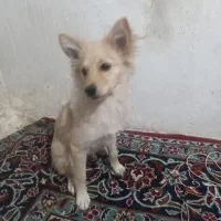 سگ ۵ماه خیلی باهوش باشناسنامه