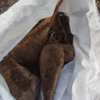 چغندر فروشی