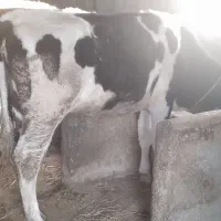 حراج سه راس تلیسه مونت و هلشتاین پای تخم شیری