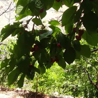 زمین  باغچه|فروش زمین و ملک کلنگی|تهران, کن|دیوار