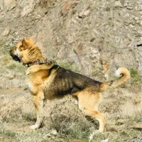واگذاری سرابی خراسانی