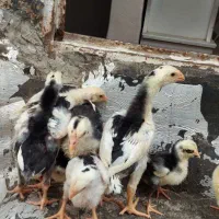 جوجه لاری دوسر اوشامو(وارداتی)