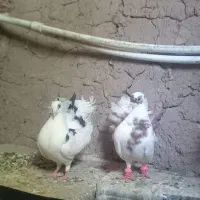کفتر دم چتری