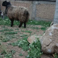 نرمیش تخمی