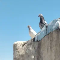 کبوتر
