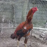 خروس لاری ۳.۵ دونگ