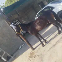 اسب ارام