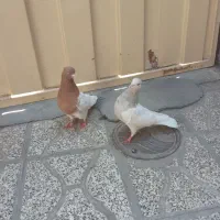 جفت کله
