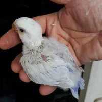 جوجه طوطی برزیلی دررنگهای زیباوفنچ گلدین وبنگالی