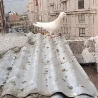 کبوتر|پرنده|قدس, شهرقدس|دیوار