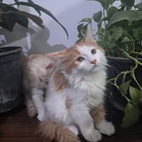 فروش بچه گربه نژاد دار
