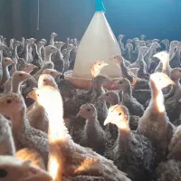 بوقلمون برنزوبوربون