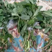 چواش،|خوردنی و آشامیدنی|رشت, دیانتی|دیوار