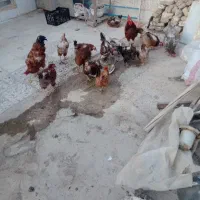 مرغ وخروس واردک