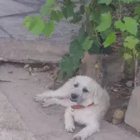فروش پت