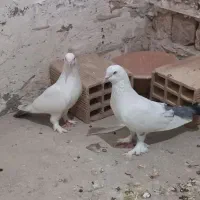 کبوتر
