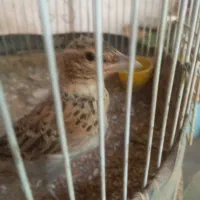 سهره ..قناری نر