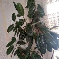گل فیکوس|گل و گیاه طبیعی|خوی, |دیوار