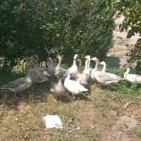 غاز