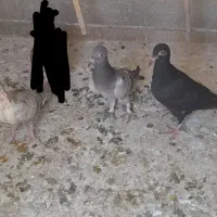 جوجه کبوتر