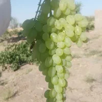 انگور عسکر وسیب درختی
