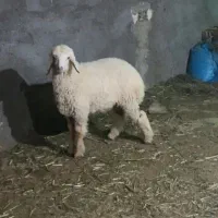 گوسفند نر داشتی