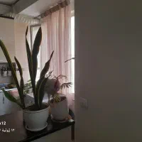 دوعددجوجه خروس