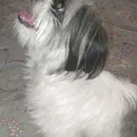 سگ بازیگوش