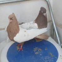 کفتر