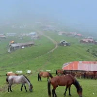 تور ماسال (اقتصادی)