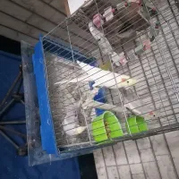 یک جفت عروس هلندی مولد