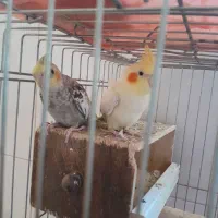 عروس هلندی