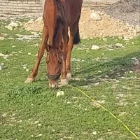 باشگاه