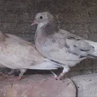 جوجه فروشی