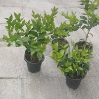 گل یاس|گل و گیاه طبیعی|رودسر, |دیوار