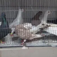 کبوتر ارزان حراج ۱۶۰