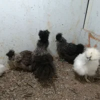 جوجه ابریشمی