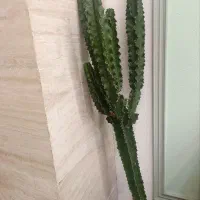 افوربیا ،کاکتوس