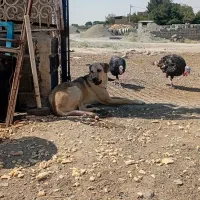 سگ پژدر|سگ|ماهدشت, |دیوار