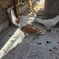 کبوتر افغانی