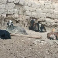 کهره|حیوانات مزرعه|زابل, |دیوار