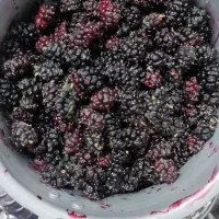شاه توت اعلائ و محلی
