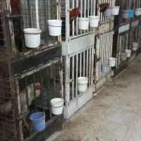 قفس خروس لاری