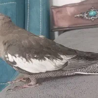 جوجه عروس هلندی