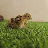 جوجه مرغ و خوروس آمریکایی زینتی