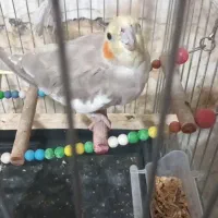 یک جفت عروس هلندی با ۳ جوجه