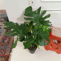 گل و گیاه طبیعی باکیفیت سانسوریاوزامفولیاوپتوس