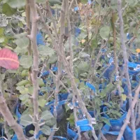 کارآموز با حقوق اقا