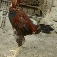 خروس لاری پخته