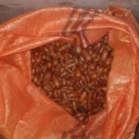 بلوط جنگلی تازه کیلویی ۸۰۰۰۰ت.بدون پوست ۱۲۰۰۰۰ت